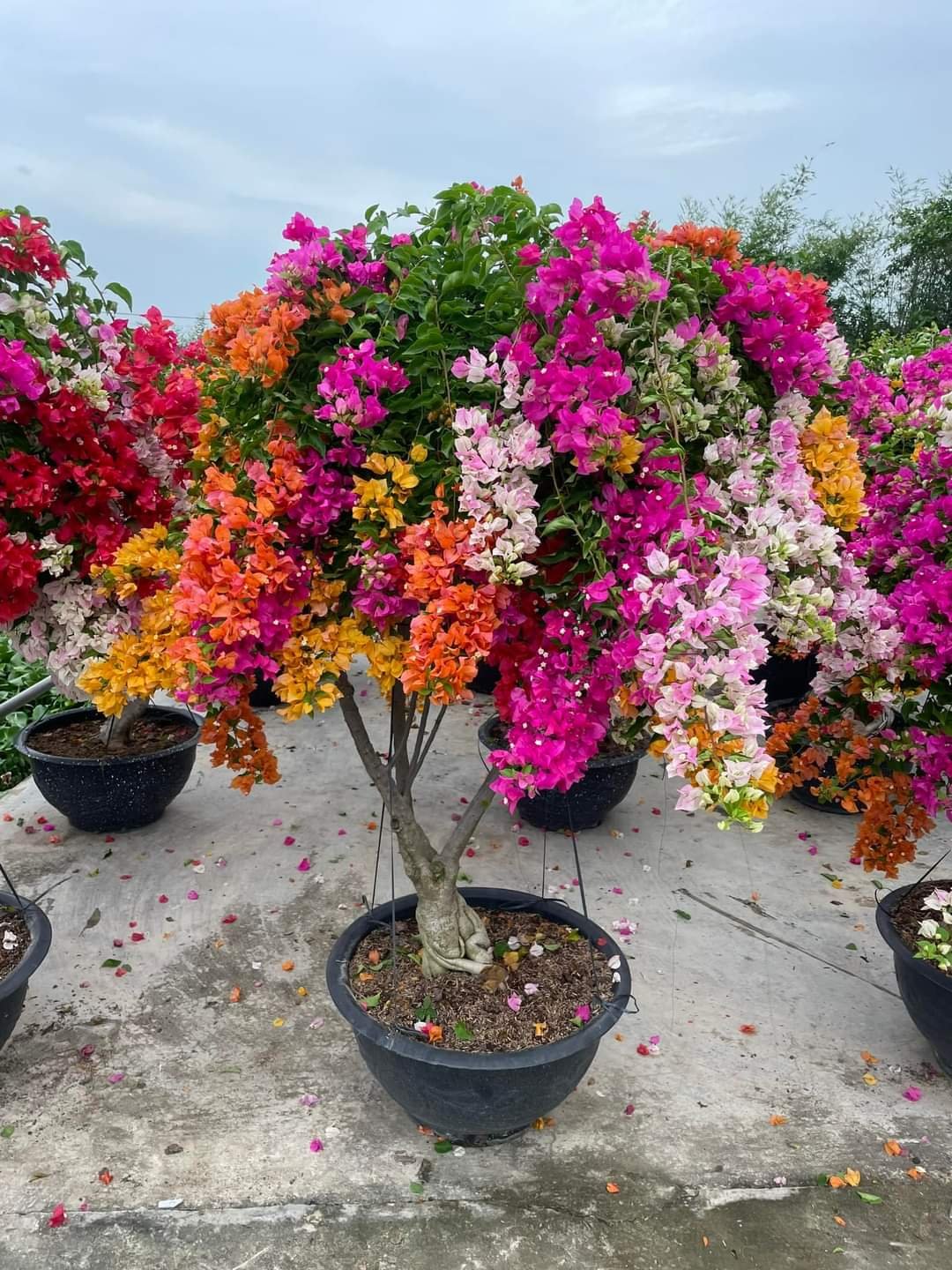 Cây Hoa Giấy 5 Màu gốc bonsai đẹp