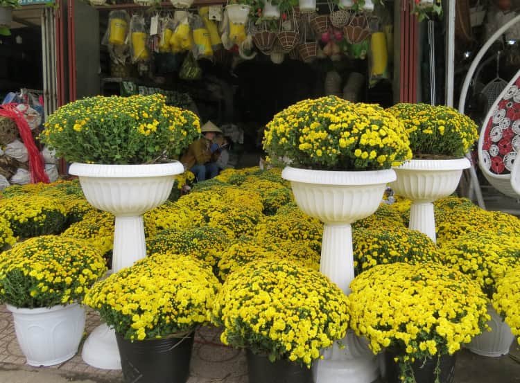 Cây Cúc Mâm Xôi vàng trưng Tết tphcm