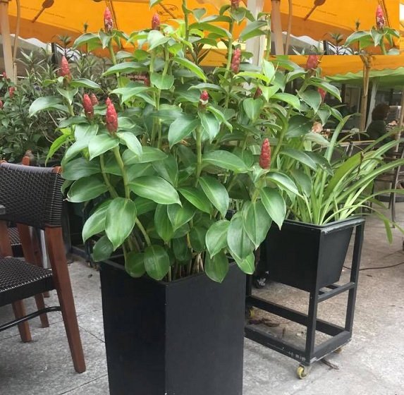 Cây Phúc Lộc Thọ - cây phong thuỷ tài lộc -