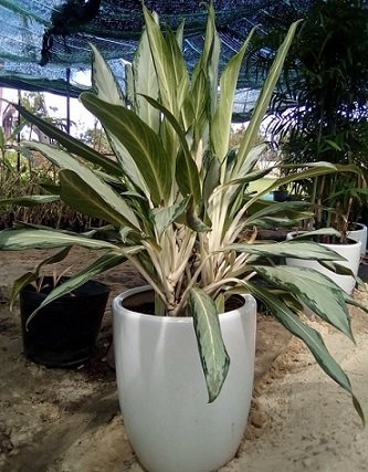 Cây Giữ Tiền - cây nội thất tphcm -