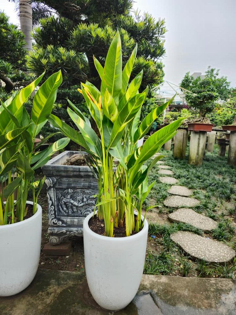 Cây Thiên Điểu cẩm thạch tphcm