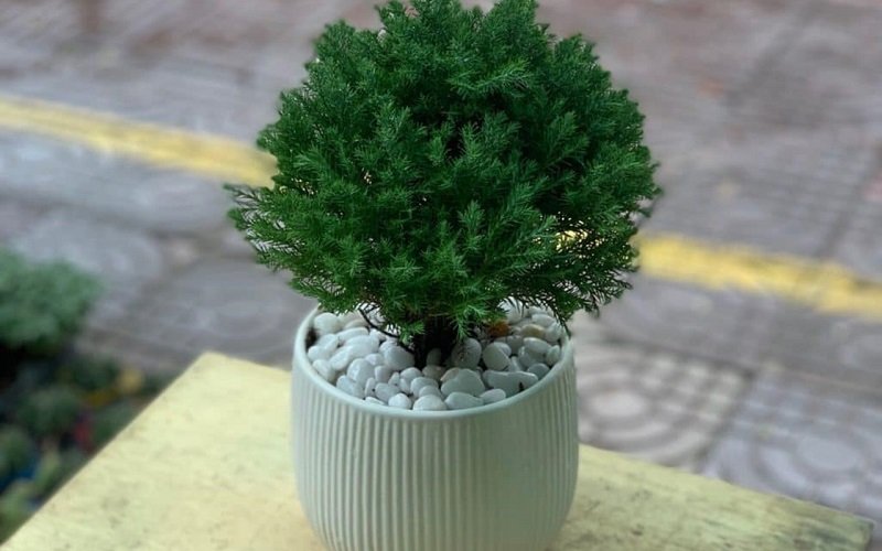 Cây Tùng Bồng Lai - cây để bàn hợp với tuổi thân -