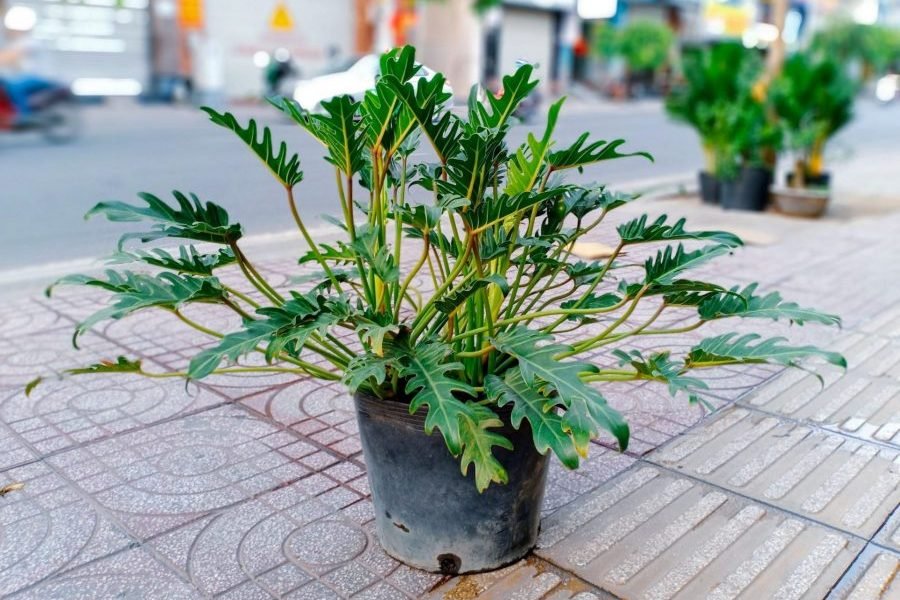 Cây Trầu Bà Chân Vịt -cây nội thất sống bền-