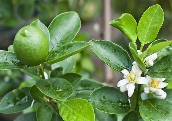 Cây Chanh Không Hạt đang có trái