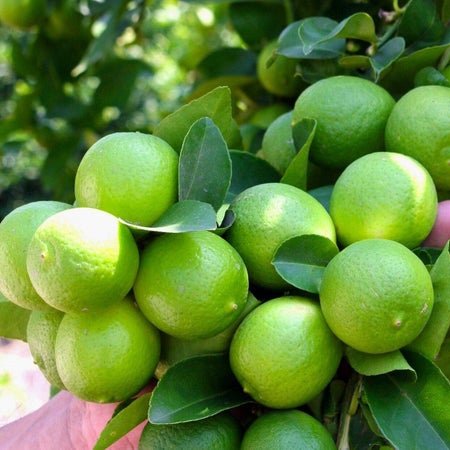 Cây Chanh Tứ Quý đang có trái