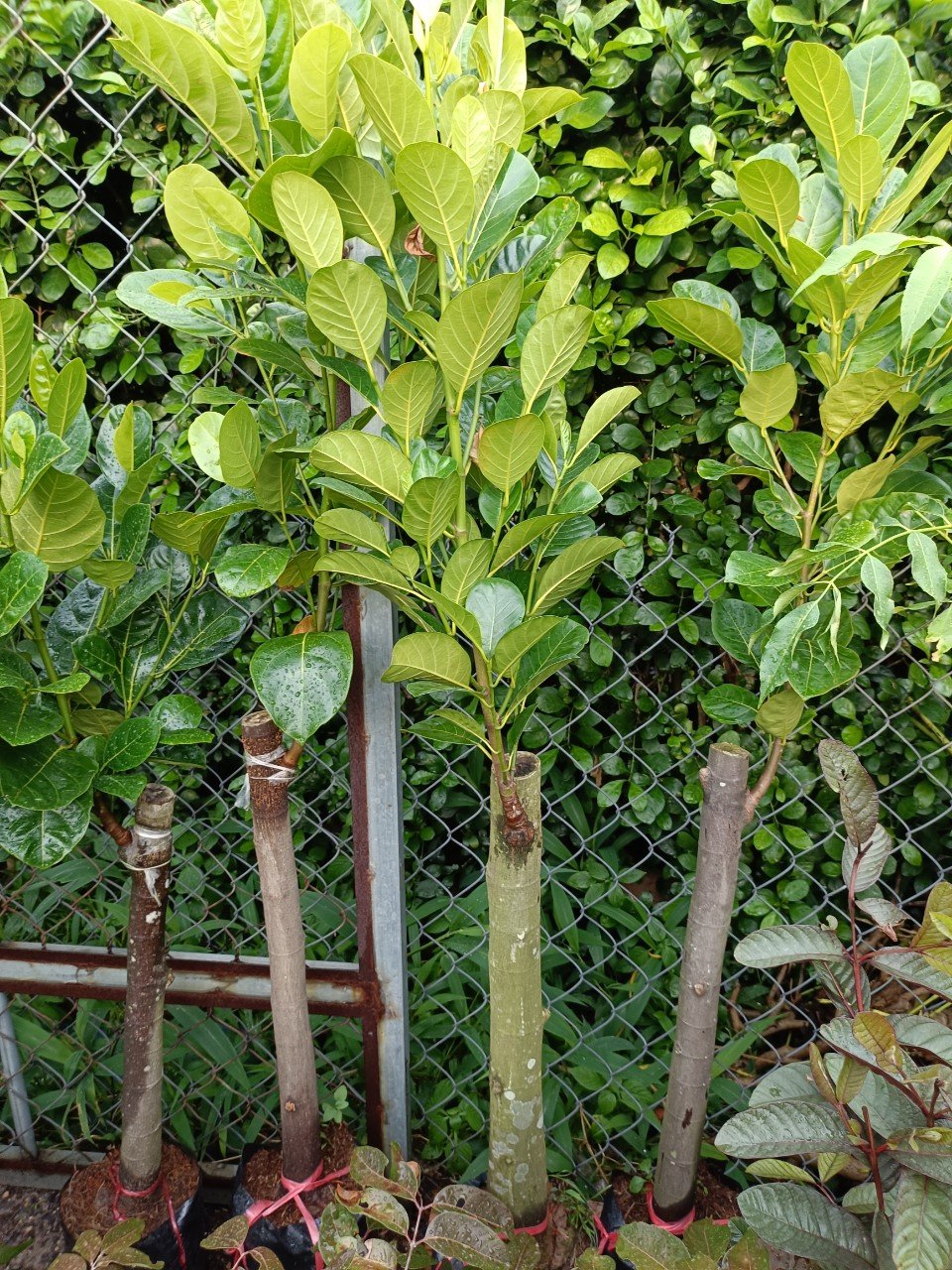 Cây Mít Indo ruột đỏ ghép gốc