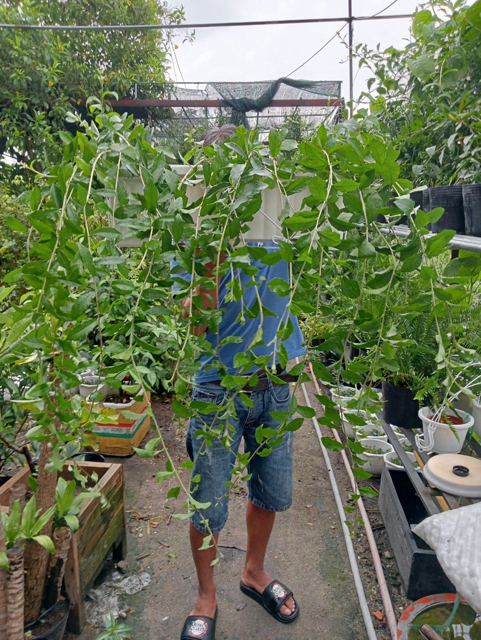 Cách chăm sóc cây Cút Tần Ấn Độ mau dài