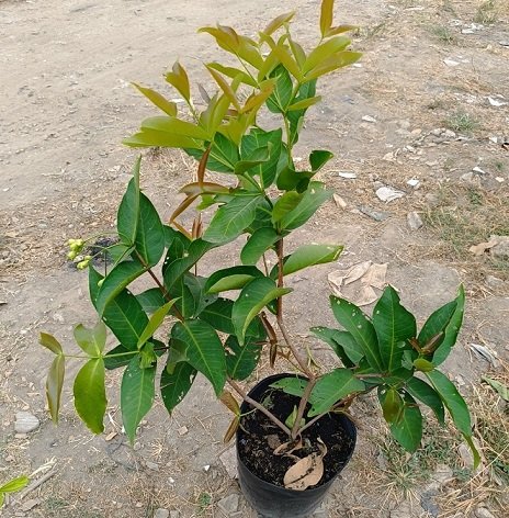 Cây Mận Tam Hoa - mận đường xanh -