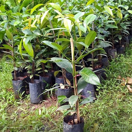 Cây Măng Cụt Thái mau cho trái