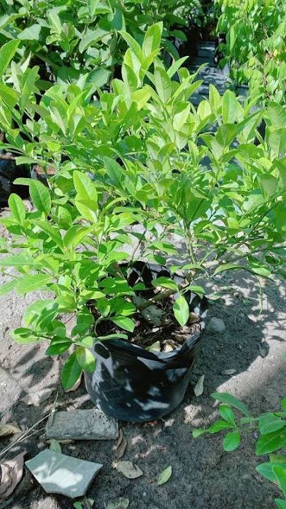 Cây Chanh Bắc trồng chậu đang có trái tphcm