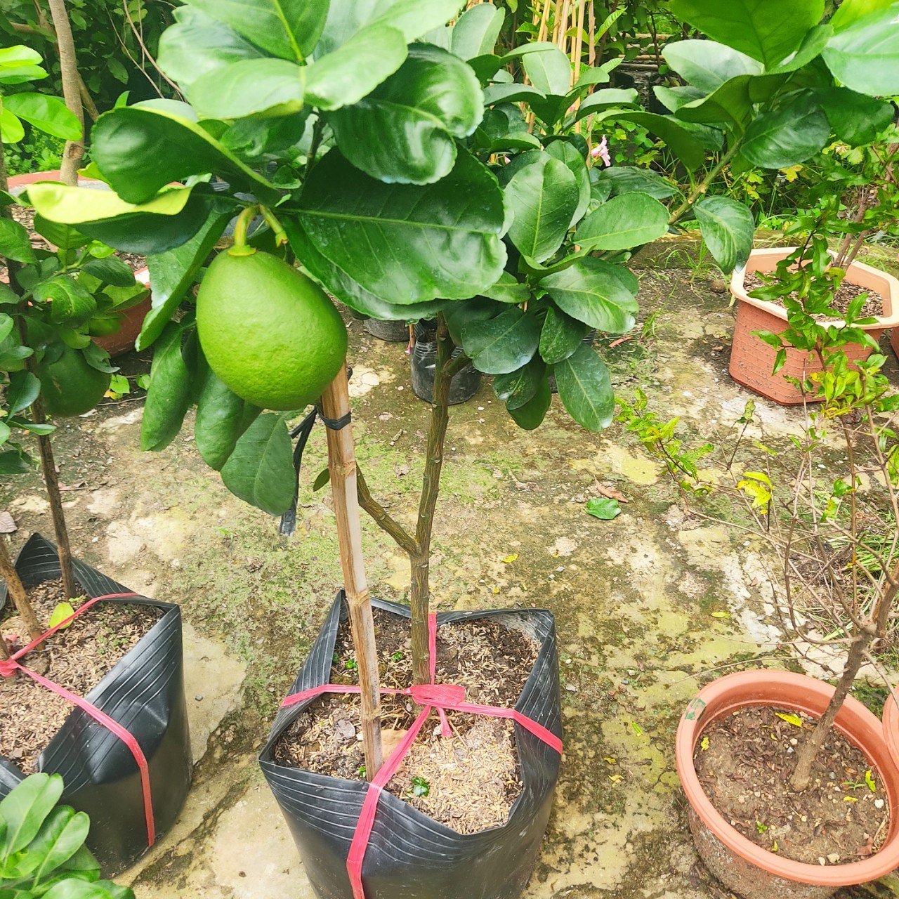 Cây Bưởi Da Xanh giống trồng chậu