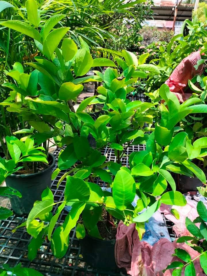 Cây Mận Hoàng Yến giống trồng chậu