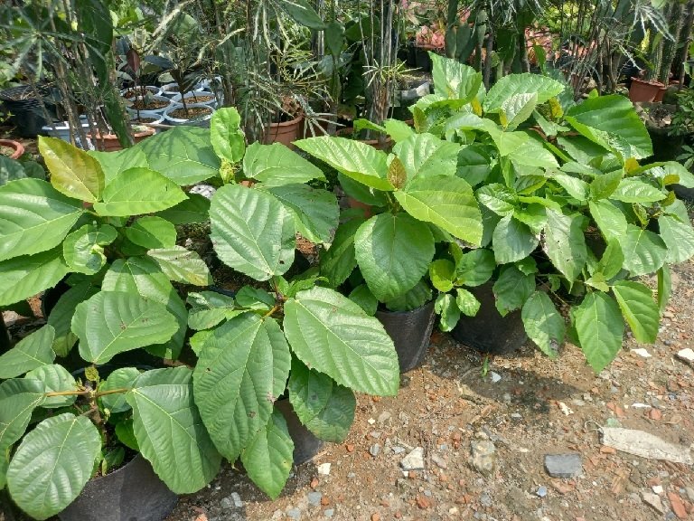 Cây Vả Mật giống - Vả Huế -