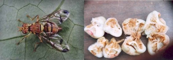 Kĩ thuật chăm sóc cây Mận An Phước trồng chậu