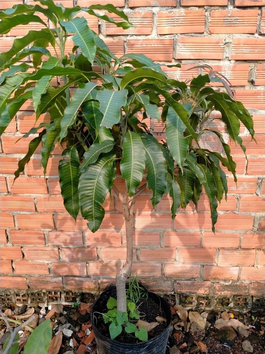 Cây Xoài Cát Hòa Lộc giống chuẩn