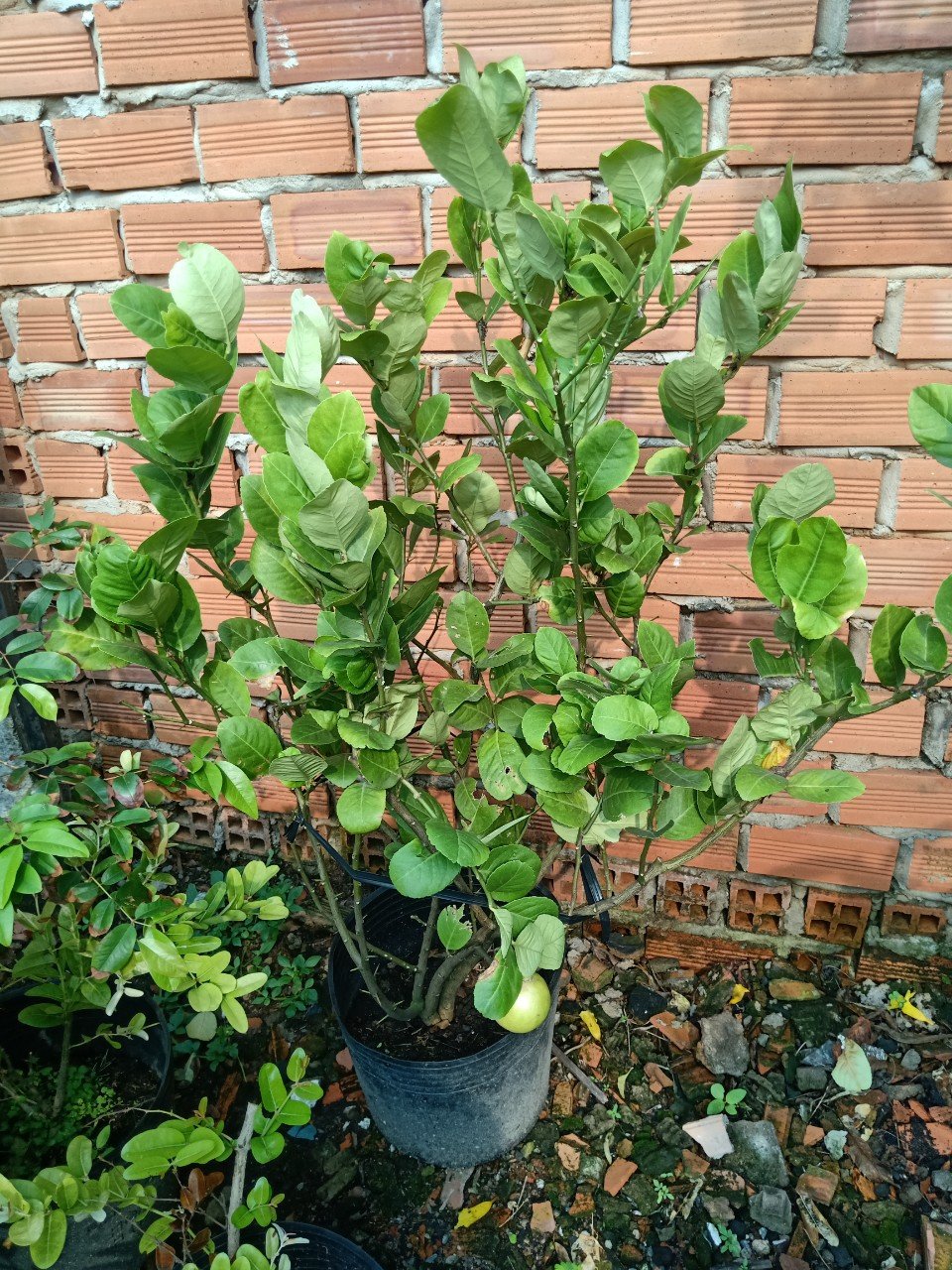 Cây Chanh Vàng Mỹ Trái Dài