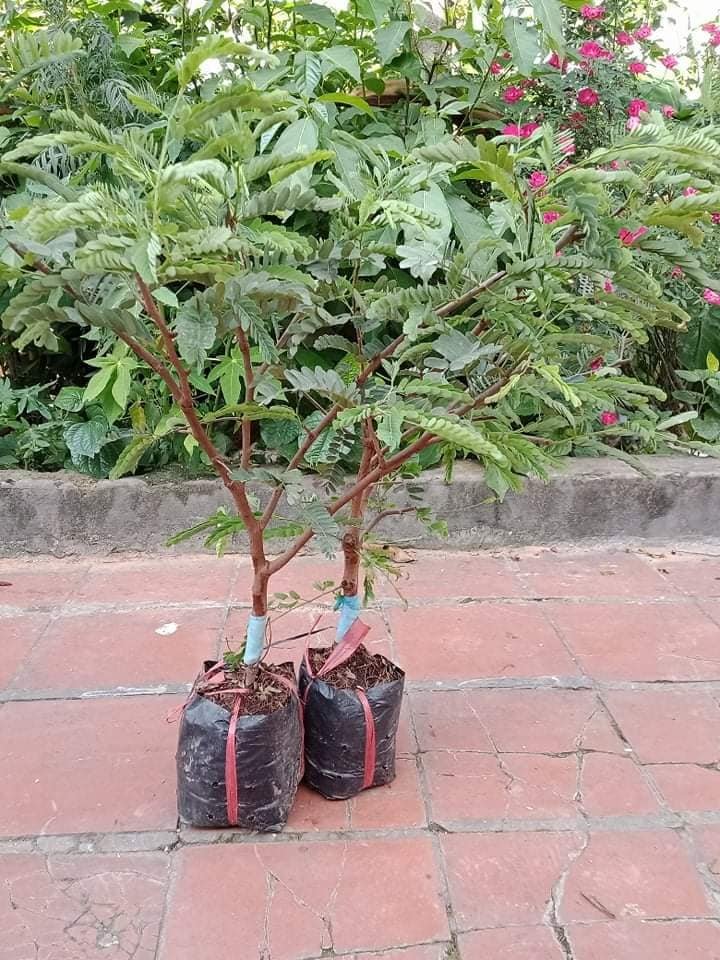 Cây Me Thái giống trồng chậu
