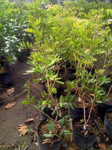 Cây Nhãn Xuồng - cây giống tphcm -