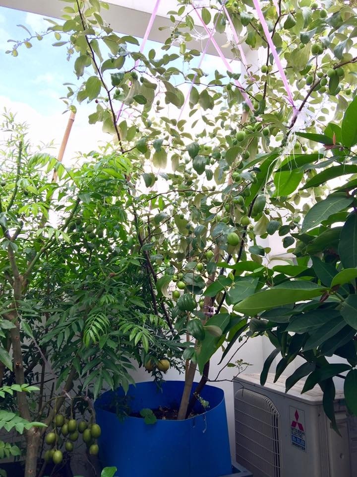 Trồng cây táo Thái Lan trên sân thượng - kĩ thuật và cách chăm sóc-