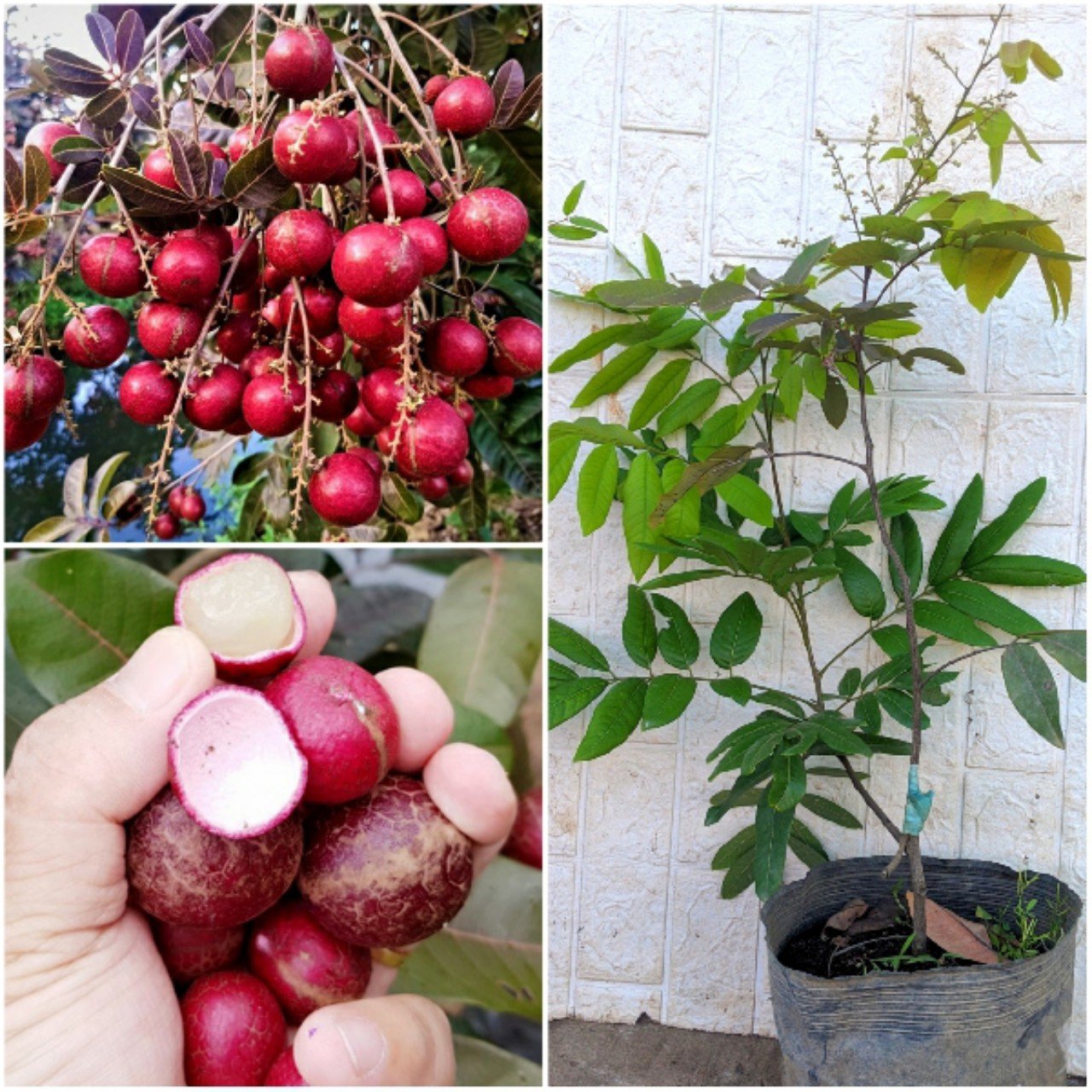 Cây Nhãn Tím Sóc Trăng ( cây ăn trái độc lạ )