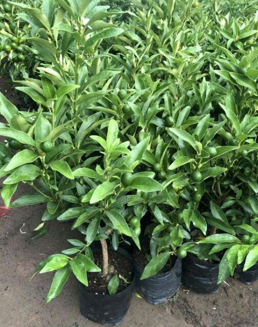 Cây Quất Thái ( cây tắc mỹ )