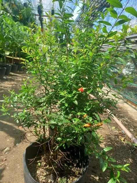 Cây Lựu Ta - cây lựu trồng chậu -