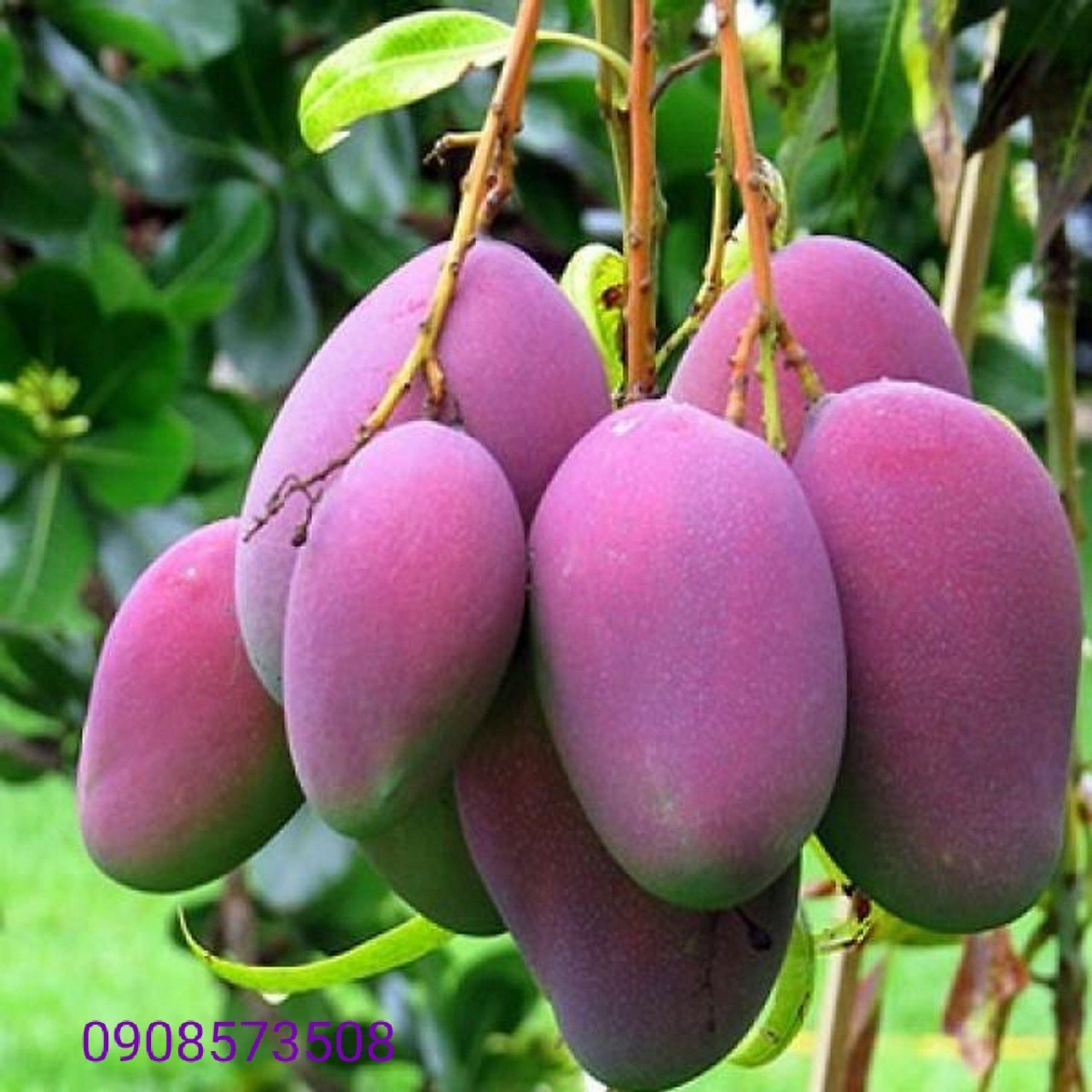 Cây Xoài Tím giống trồng chậu