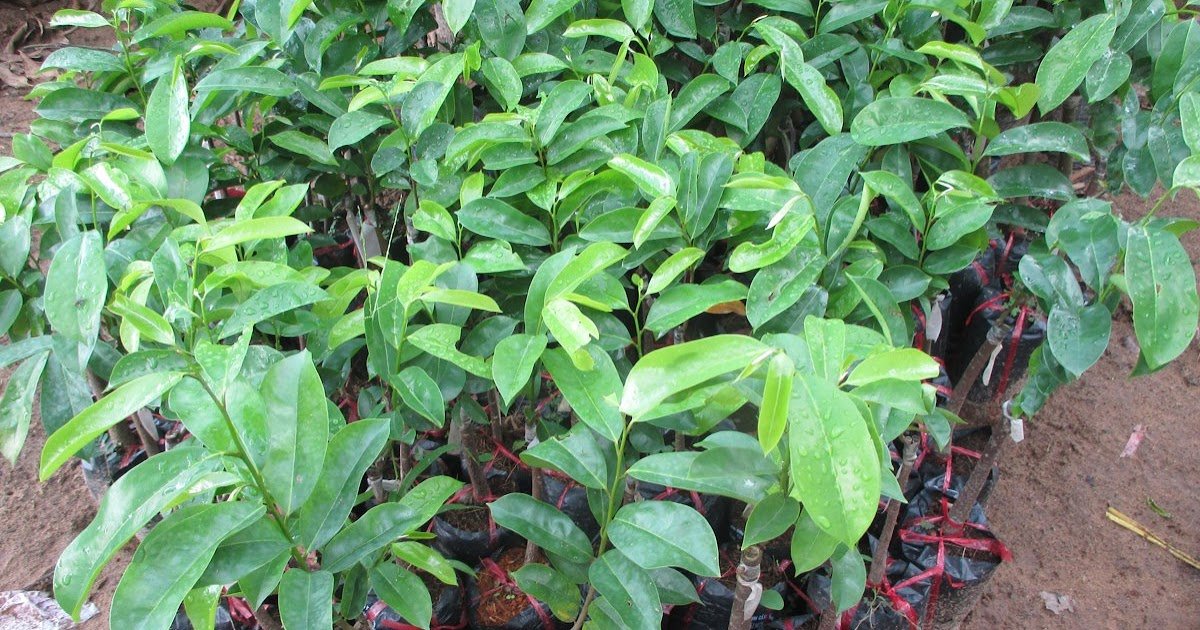 Cây Mãng Cầu Xiêm - trồng chậu -