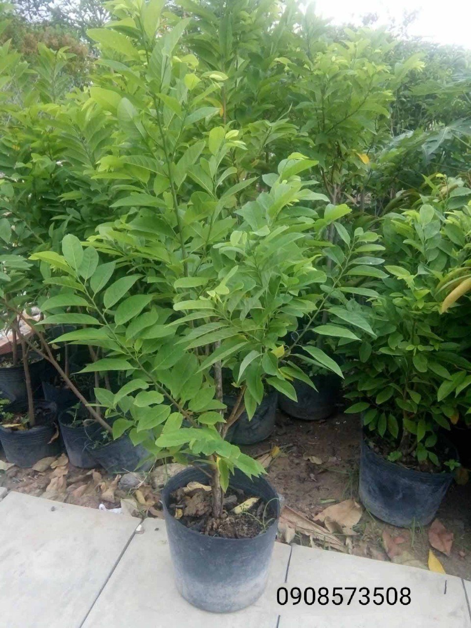 Cây Mãng Cầu Ta trồng chậu