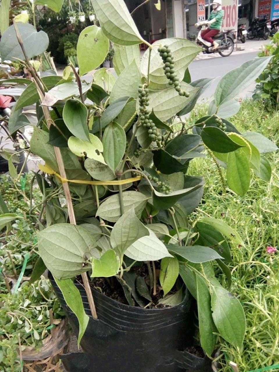 Cây Tiêu Xanh - tiêu lốp giống -