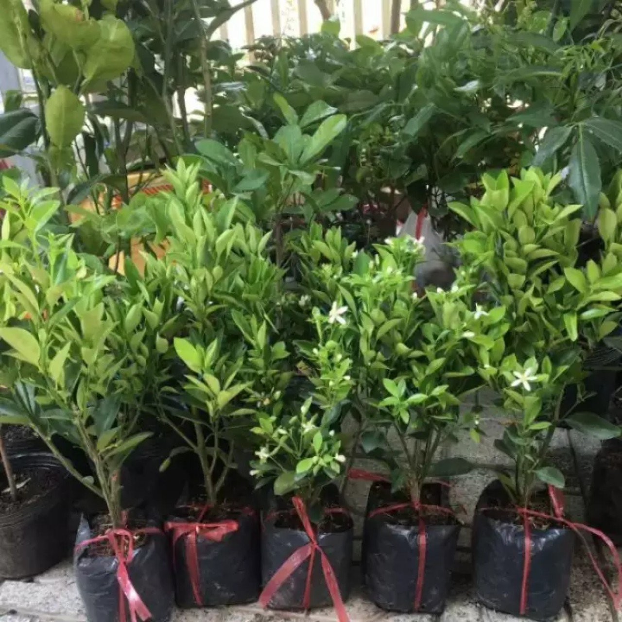 Cây Quất - cây quất trồng chậu -