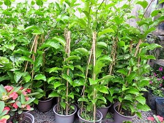 Cây Chanh Dây - lợi ích cho sức khỏe -