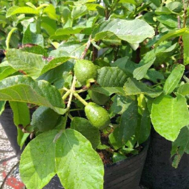 Cây ổi Nữ Hoàng - đang có trái -