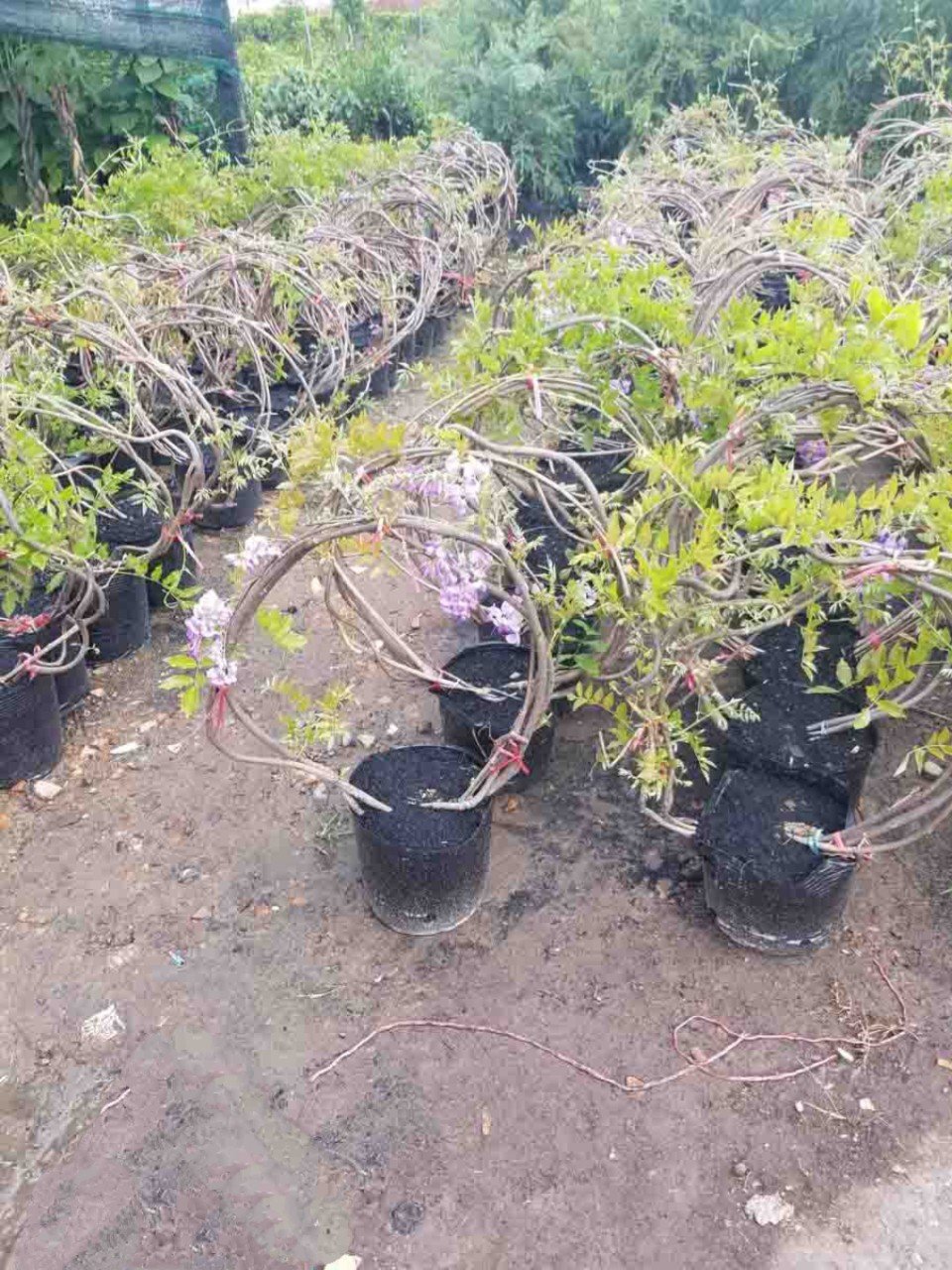 Cây Tử Đằng - hoa đẹp rực rỡ -