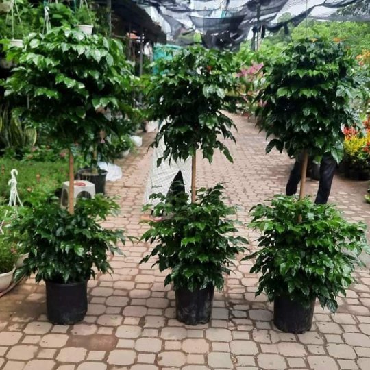 Cây Hạnh Phúc - cây nội thất xinh xắn -