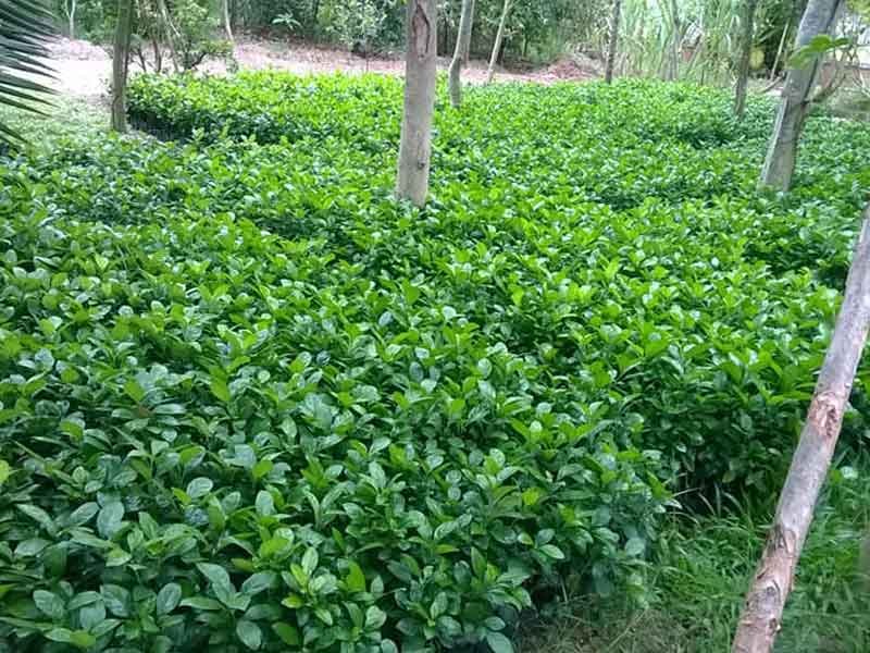 Cây Ắc Ó - trồng viền tuyệt đẹp -