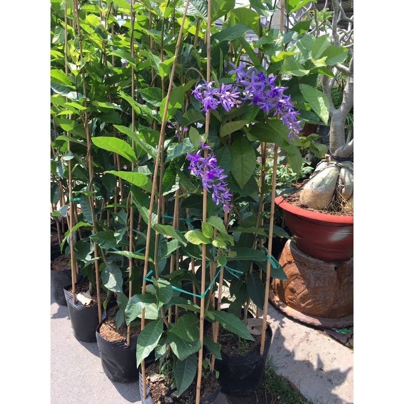Cây Mai Xanh Thái -cây leo tuyệt đẹp-