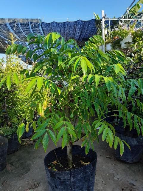Cây Cóc Thái - cây ăn trái trồng chậu -