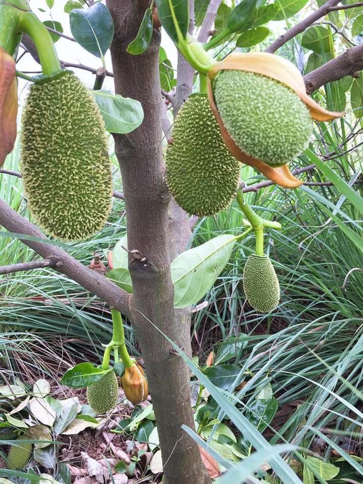 Cây Mít Thái - cây ăn trái giá trị dinh dưỡng.