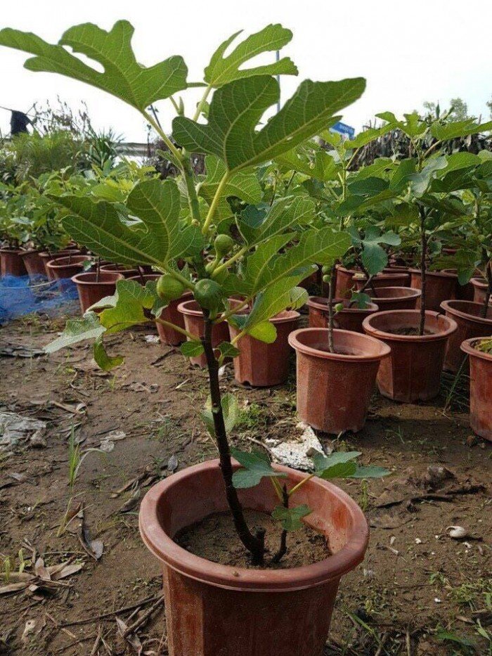 Cây Sung Mỹ - cây ăn trái giá trị dinh dưỡng cao -