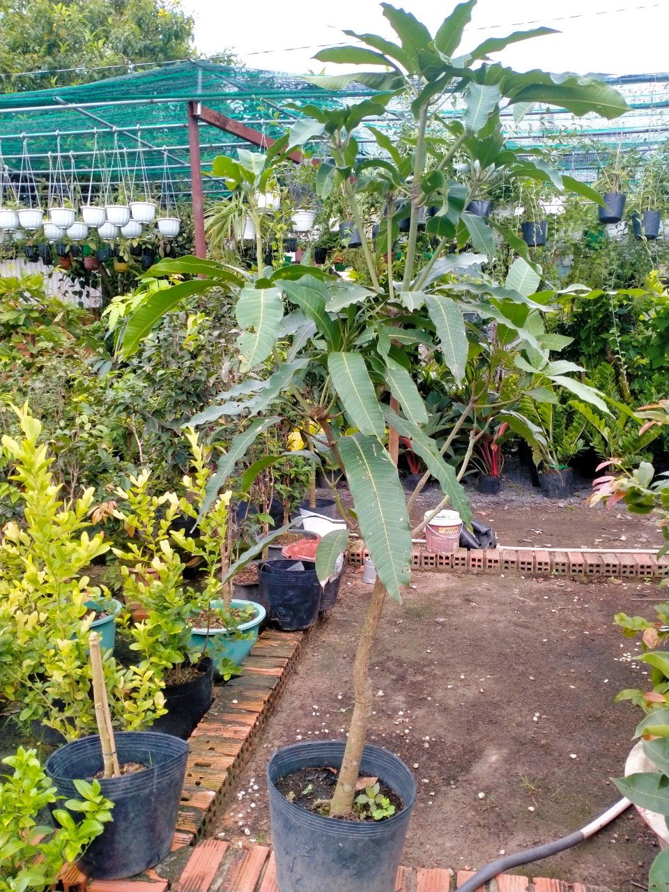 Cây Xoài Thái Lan - cây ăn trái trồng chậu -