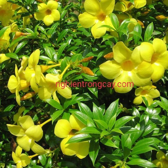 CÂY HUỲNH ANH - cây hoa leo giàn hoàn hảo-