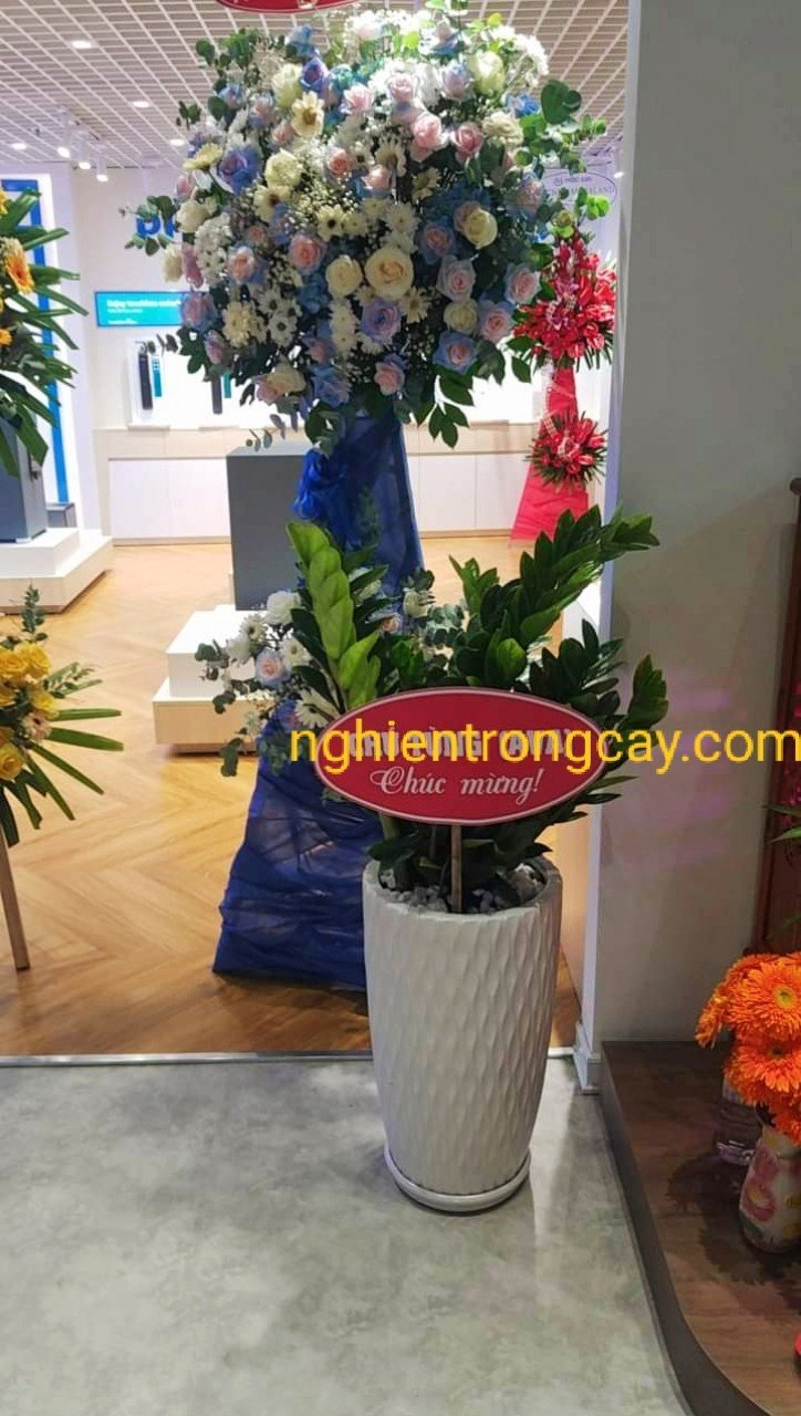 CÂY KIM TIỀN - quà tặng phong thủy-