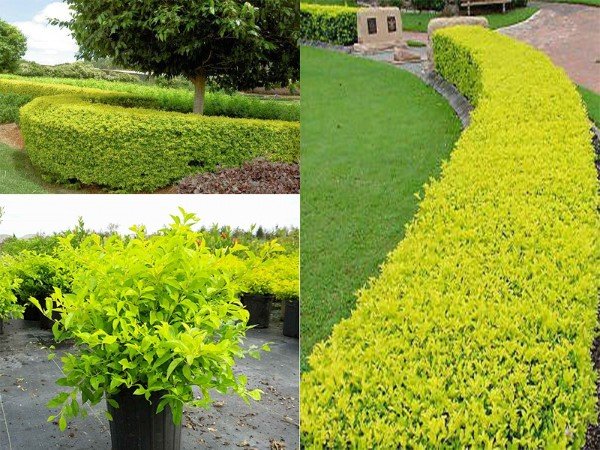 Cây Chuỗi Ngọc Hoa Tím -trang trí tường rào-