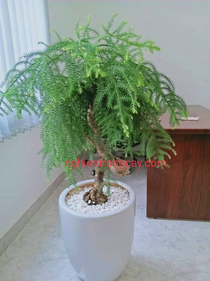 Tùng Bồng Lai Xương Cá Bon Sai