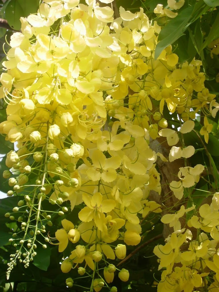 Cây Lan Hoàng Dương - Hoa Màu Vàng