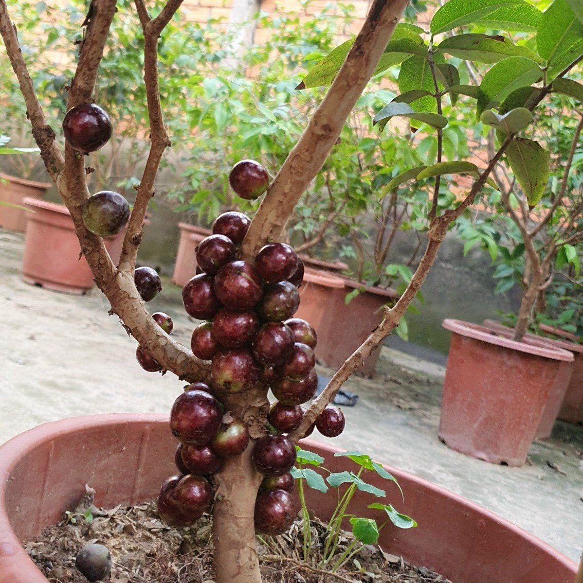 CÂY NHO THÂN GỖ - đang có trái -