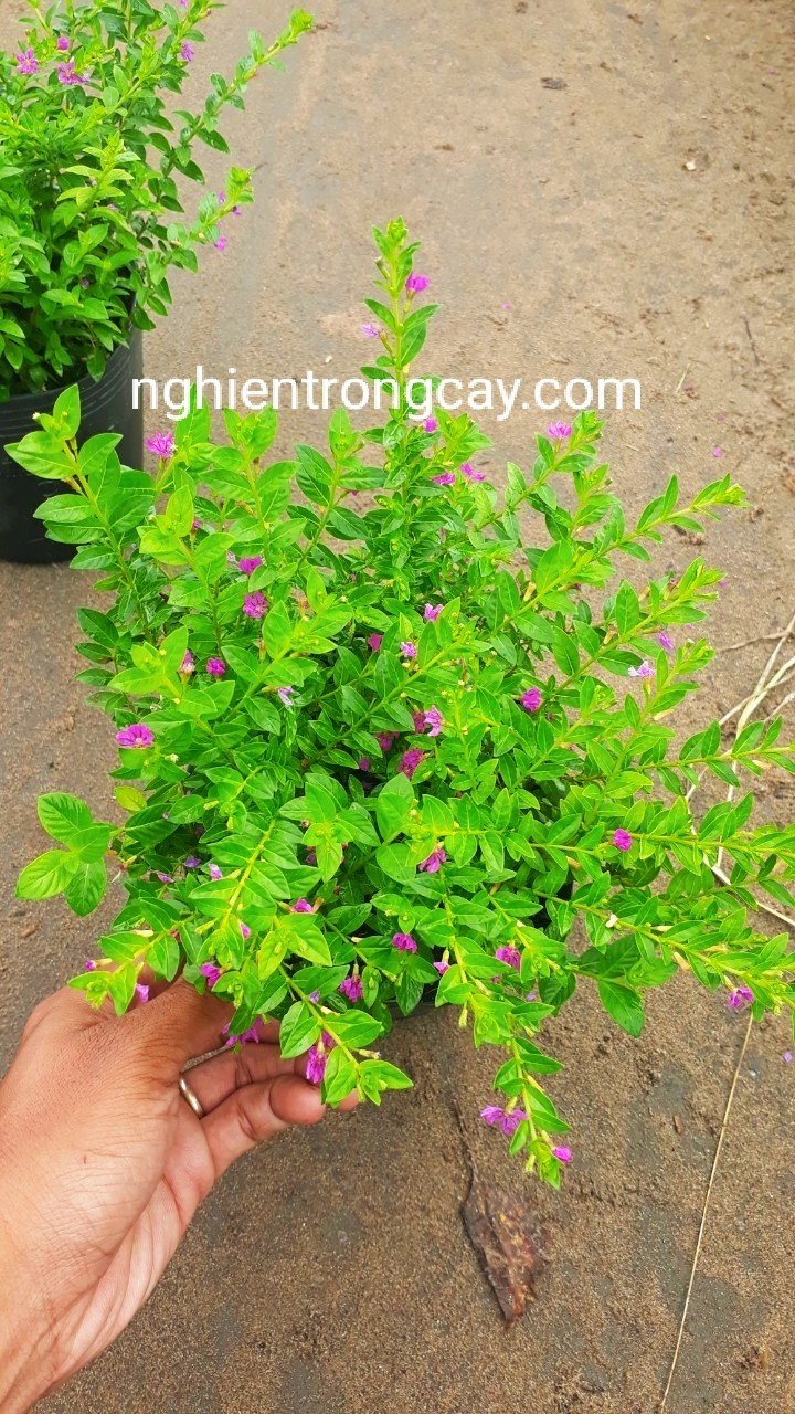 CÂY CẨM TÚ MAI Hoa Tím Giá Tốt Tphcm 2