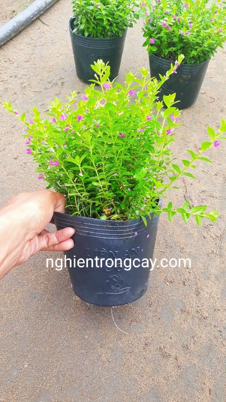 CÂY CẨM TÚ MAI Hoa Tím Giá Tốt Tphcm 3