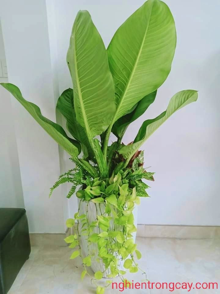 CÂY ĐẠI PHÚ GIA Giá Tốt Tphcm 3